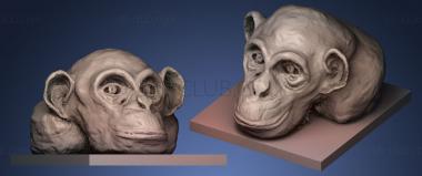 3D model Ape Head (STL)